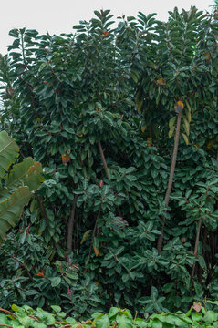 Dense tropical ficus tree with dark green foliage creating a rich natural background. Lush evergreen canopy with layered leaves, vertical composition and abundant texture for nature-inspired designs.