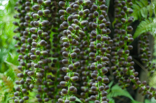 Ripe fishtail palm seed clusters filling the frame with hundreds of dark fruits. Tropical plant detail featuring hanging bunches, organic texture and layered natural composition.