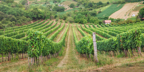 Obraz premium Converging rows of lush grapevines stretch uphill through a rolling countryside vineyard in summer. Wine country concept.