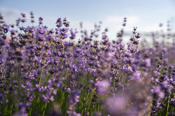 Fototapeta premium Purple blooming lavender flowers growing in field under clear sky during sunny day, representing agriculture, herbal botany, essential oils production, and nature background.