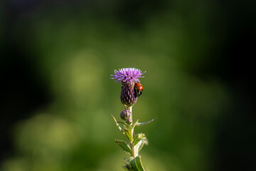 Red ladybug sitting on blooming purple thistle flower stem against dark blurred green natural background, representing summer wildlife and biological pest control. © Marina
