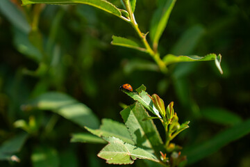 Small red ladybug sitting on edge of green succulent leaf in bright natural sunlight, representing garden pest control, nature ecosystem, and summer wildlife. © Marina