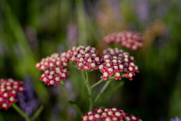 Pink yarrow flowers blooming in garden surrounded by blurred purple lavender blossoms, representing botany, summer flora, and herbal gardening. © Marina