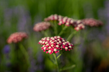 Pink yarrow flowers blooming in garden surrounded by blurred purple lavender blossoms, representing botany, summer flora, and herbal gardening. © Marina