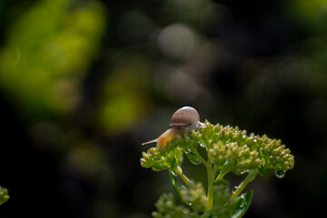 Small garden snail sitting on green sedum flower buds with dew drops in natural light, illustrating small wildlife, garden pests, and nature ecosystem. © Marina