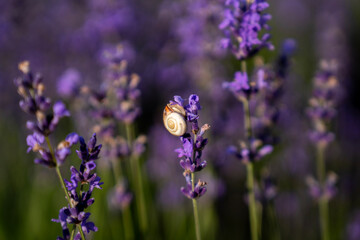Small garden snail crawling on blooming purple lavender flower stem in field during sunny day, representing nature, wildlife, and tranquility. © Marina