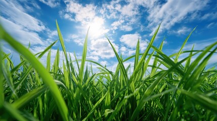 Fototapeta premium Green grass field low angle view with blue sky and sun on sunny summer day, nature background