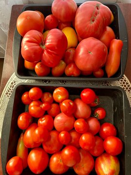 tomatoes in a box