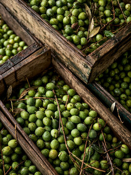 A rustic top-down flat lay view of fresh green olives with leaves and twigs piled inside weathered wooden crates, capturing a bountiful harvest.