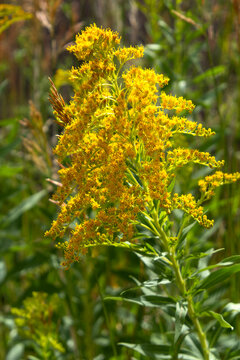 Stalk of Goldenrod in the sun