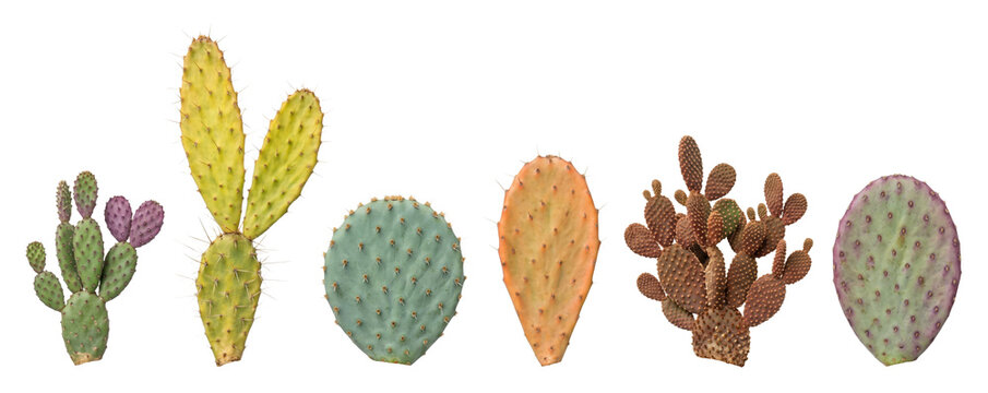 Collection of colorful prickly pear cacti and pads showing a variety of species and shapes in a horizontal row, highlighting their unique textures and spines