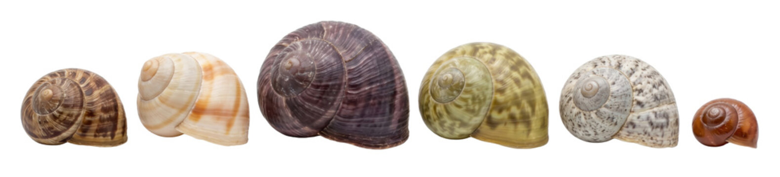 Six colorful and patterned snail shells arranged in a horizontal row showing their diverse sizes, textures, and natural spiral forms in a detailed studio composition