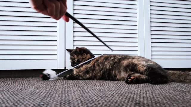 Teasing the cat. Playful tortoiseshell cat lying on the floor plays with a toy mouse. Playing with a pet. Domestic feline, indoor animal life. High quality 4k footage.