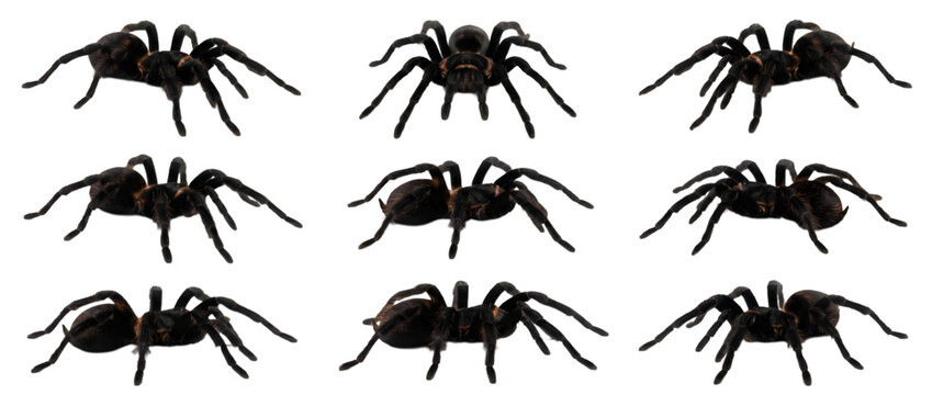 Realistic Black Tarantula Spider 3D Render Spritesheet in Various Poses and Angles on Transparent