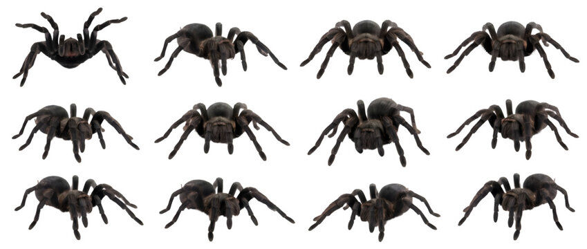 Realistic Black Tarantula Spider 3D Render Spritesheet in Various Poses and Angles on Transparent