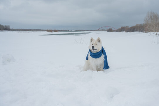 A Samoyed dog wearing a knitted scarf takes a walk in winter.