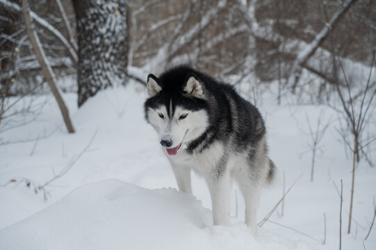 Siberian husky standing on snowdrift in winter forest