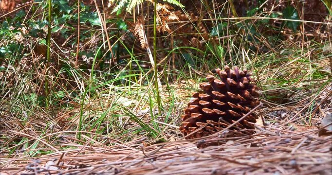 Pine cone at the base of ferns