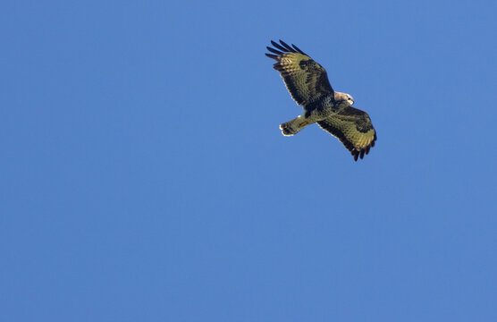 Common buzzard flying against clear blue sky. Blue sky with bird background.