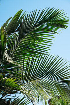 Tropical palm leaves against blue sky, abstract holiday summer background