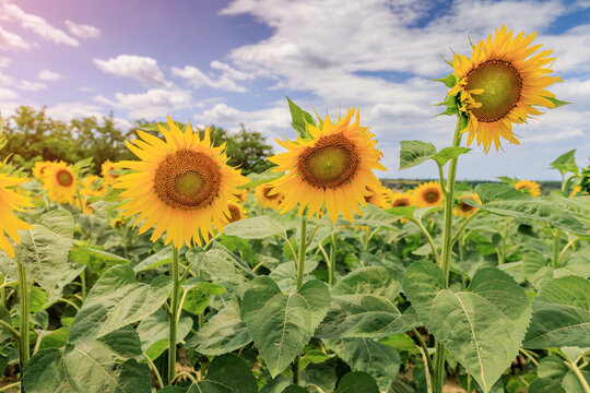 Vibrant sunflower field in full bloom stretches to the horizon under a bright summer sky, radiating warmth and abundance.