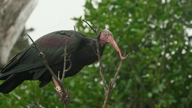 Northern Bald Ibis Perched on Tree Branch Outdoors