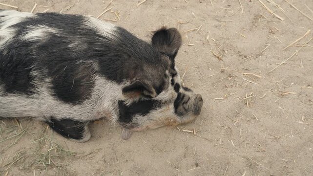 High Angle View of Spotted Pig Resting on Dirt