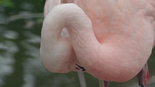 Pink flamingo preening feathers near water in close up
