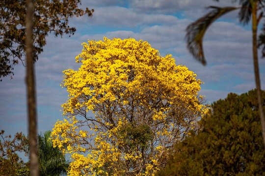 Yellow ipe tree (Handroanthus chrysotrichus) in full bloom in Brazilian Cerrado. Brazil's national symbol tree with spectacular golden flowers during dry winter season. Native Bignoniaceae.
