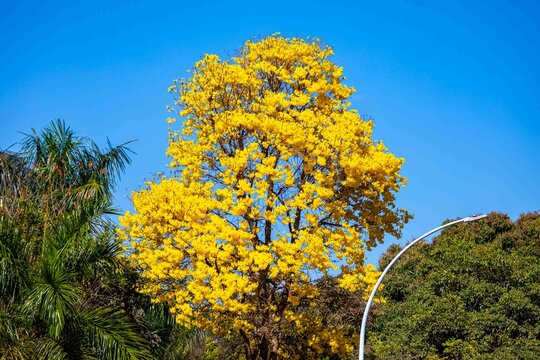 Yellow ipe tree (Handroanthus chrysotrichus) in full bloom in Brazilian Cerrado. Brazil's national symbol tree with spectacular golden flowers during dry winter season. Native Bignoniaceae.
