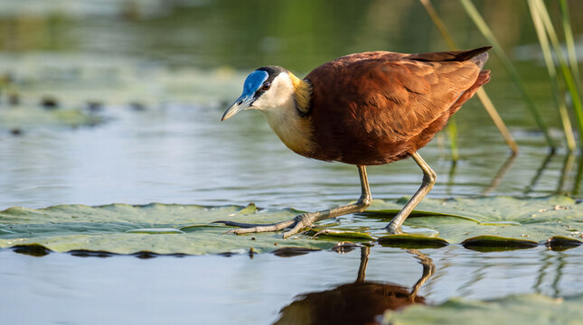 African Jacana walking gracefully across floating lily pads on a tranquil lake in its natural aquatic habitat during the daytime hours.