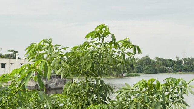 Green leaves of a silk cotton tree moving naturally in the wind against a cloudy outdoor sky.