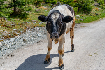 Cow at alps farming. Cattle farming. Cow in wild nature. Cow graze at farming pasture. Graze in pasture. Cow in countryside. Domestic animal on summer farm. Rural landscape with cattle © be free