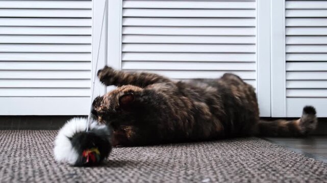 Teasing the cat. Playful tortoiseshell cat lying on the floor plays with a toy mouse. Playing with a pet. Domestic feline, indoor animal life. High quality 4k footage.