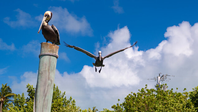 Pelican flying in sky. Fauna and nature. Pelican flying during migration. Bird flying in formation. Birds migration. Birds in flight. Flying pelican bird. Migration of migratory birds