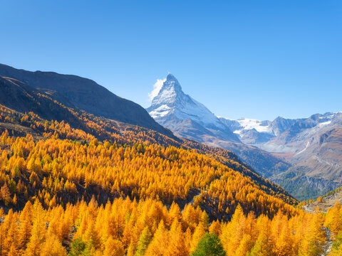 Matterhorn mountain peak rising above a colorful autumn forest in Zermatt, Switzerland on a bright sunny day. Alpine autumn landscape.