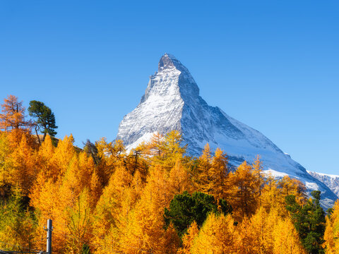 Matterhorn mountain peak rising above a colorful autumn forest in Zermatt, Switzerland on a bright sunny day. Alpine autumn landscape.