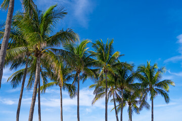 Fototapeta premium Exotic summer nature. Palm tree. Summer vacation in Miami south beach, Florida. Palm tree of California. Tropical beach in Miami. Tropical outdoor scene with palm tree. Tropical summer vacation