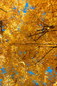 Natural autumn. Autumn beauty of nature. Fall season. Nature in forest. Fall leaves in park. Autumn forest. Nature in fall season. Autumnal season in park. Seasonal leaves and tree. Falling leaves