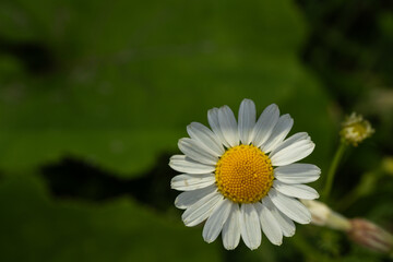 Fototapeta premium Blooming daisy in a garden with green leaves in bright sunlight during daytime