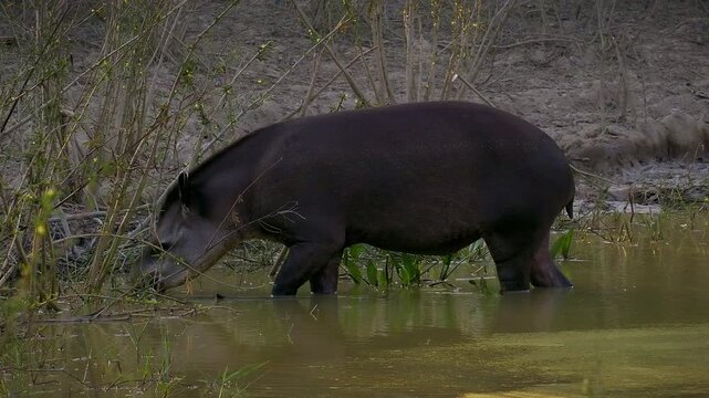 South American tapir, Brazilian tapir, lowland tapir (Tapirus terrestris) wading, foraging in shallow river, Pantanal wetland, Mato Grosso, Brazil. Vulnerable species, excellent swimmer.