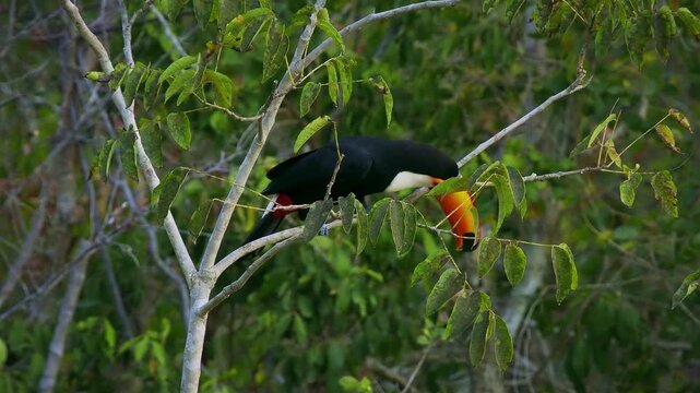 Toco toucan (Ramphastos toco), world's largest toucan species, perched among green tree branches, Pantanal wetland, Mato Grosso, Brazil. Massive orange-yellow bill, black body, white throat.