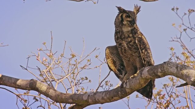 Great Horned Owl (Bubo virginianus), tiger owl, hoot owl, perched on tree branch, ear tufts raised, alert amber eyes. Powerful nocturnal raptor, widespread across the Americas, Pantanal Brazil.