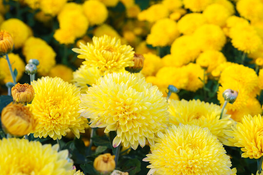Bright yellow pompon chrysanthemum flowers in full bloom creating vibrant floral background. Closeup of colorful autumn blossoms growing in a garden, seasonal fall decorative plant breeding