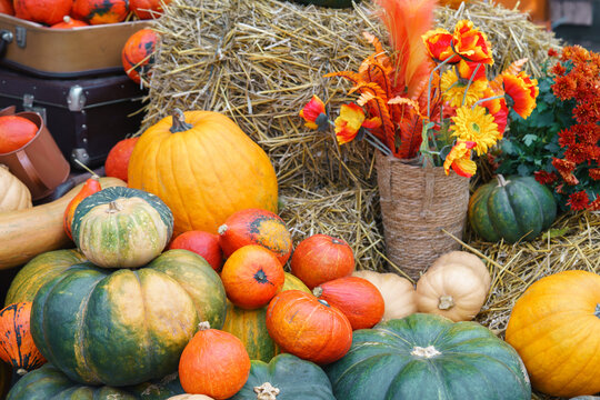 Decorative yellow and orange pumpkins, colorful flowers arranged in an autumn garden. Seasonal rustic harvest display with colorful squash and gourds. Thanksgiving and Halloween themes