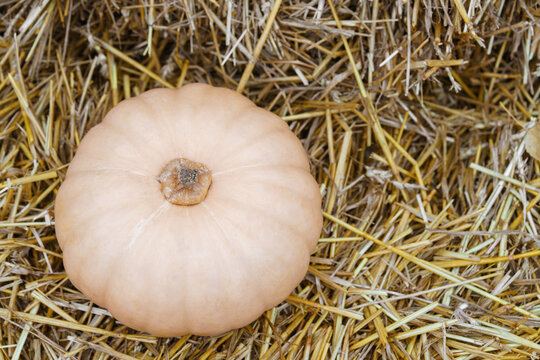 White decorative pumpkin arranged straw bale background. Seasonal autumn harvest display for Halloween and Thanksgiving holiday. Fresh vegetables, healthy food