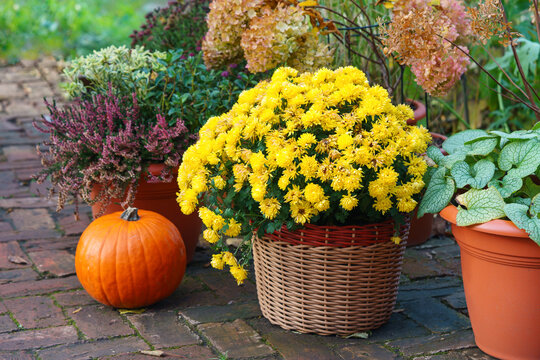 Autumn outdoor decor with orange pumpkins and potted yellow chrysanthemum flower plant. Cozy seasonal display for Halloween and Thanksgiving with festive harvest decorations and warm fall atmosphere.