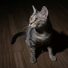 cat on the floor © Ahmed J.R
