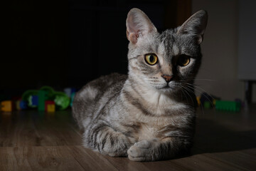 cat on the floor © Ahmed J.R
