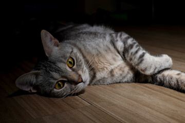cat on the floor © Ahmed J.R